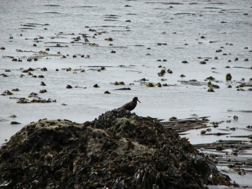 Oyster Catcher